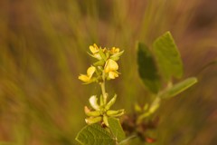Rhynchosia tomentosa
