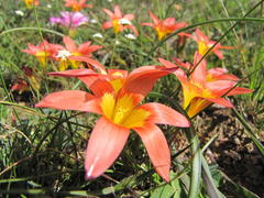 Romulea hirsuta cuprea