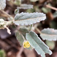 Sida fibulifera