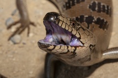 Cyclodomorphus gerrardii