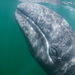 Grey Whale - Photo (c) Sergio Martínez, some rights reserved (CC BY-NC), uploaded by Sergio Martínez