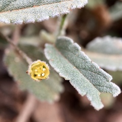 Sida fibulifera