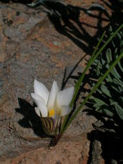 Romulea maculata