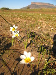 Romulea multisulcata
