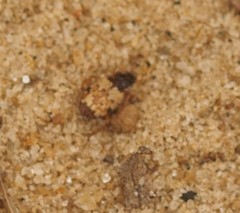 Tetragonoderus latipennis