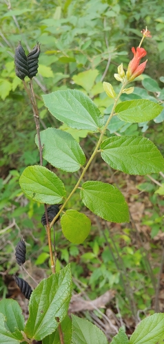 Image of Helicteres guazumifolia by (c) Olvin Wilfredo Oyuela, some rights reserved (CC BY-SA)