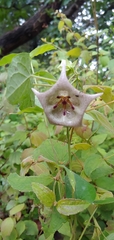 Dictyanthus