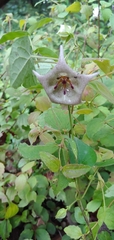 Dictyanthus
