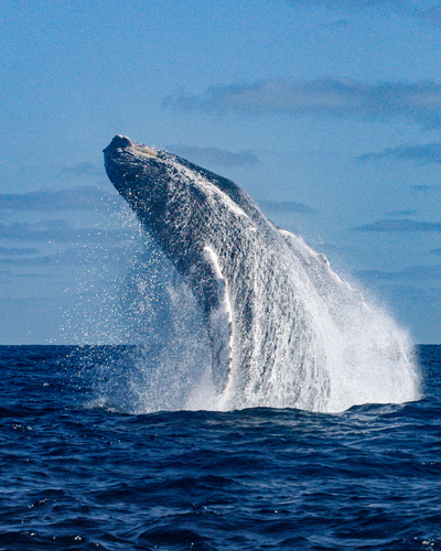 Humpback whale