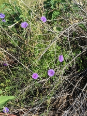 Ipomoea ternifolia