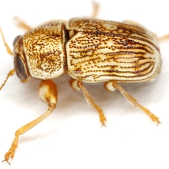 Pachybrachis diversus