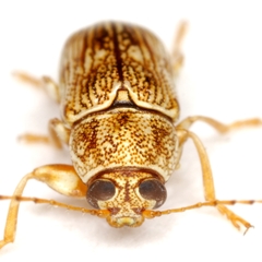 Pachybrachis diversus