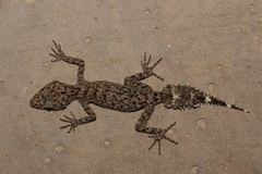 Phyllurus nepthys