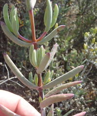 Lampranthus haworthii