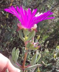 Lampranthus haworthii