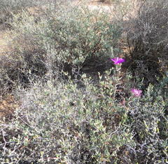Lampranthus haworthii