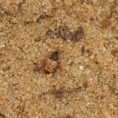 Tetragonoderus latipennis