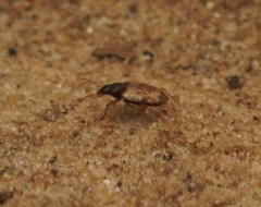 Tetragonoderus latipennis