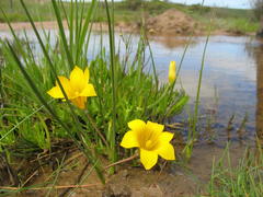 Romulea saldanhensis