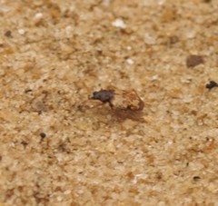 Tetragonoderus latipennis