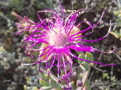 Lampranthus haworthii