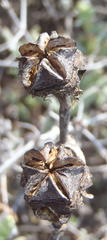 Lampranthus haworthii