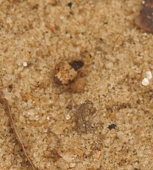 Tetragonoderus latipennis