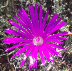 Lampranthus haworthii