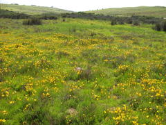 Romulea saldanhensis