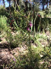 Hypocalymma robustum