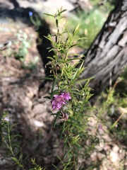 Hypocalymma robustum