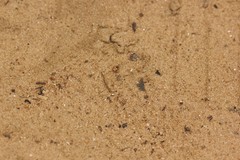 Tetragonoderus latipennis