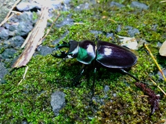 Neolucanus maximus vendli