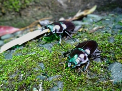 Neolucanus maximus vendli