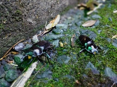 Neolucanus maximus vendli