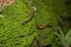 Sinomicrurus annularis