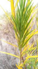 Gomphocarpus fruticosus fruticosus