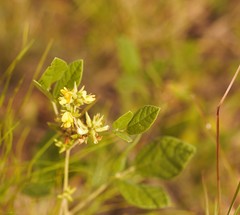 Rhynchosia tomentosa