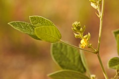 Rhynchosia tomentosa