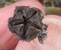 Lampranthus haworthii