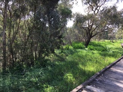 Manorina melanophrys