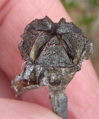 Lampranthus haworthii