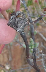 Lampranthus haworthii