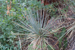Hesperoyucca