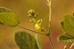 Rhynchosia tomentosa