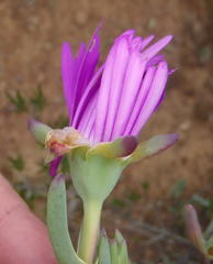 Lampranthus haworthii