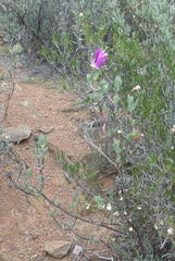 Lampranthus haworthii