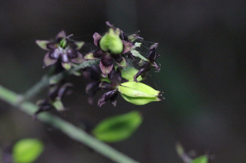 Image of Veratrum schindleri by no rights reserved