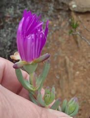 Lampranthus haworthii