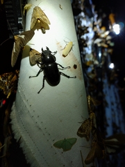 Lucanus formosanus